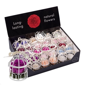 Display Bird Cage Assorted Pastel