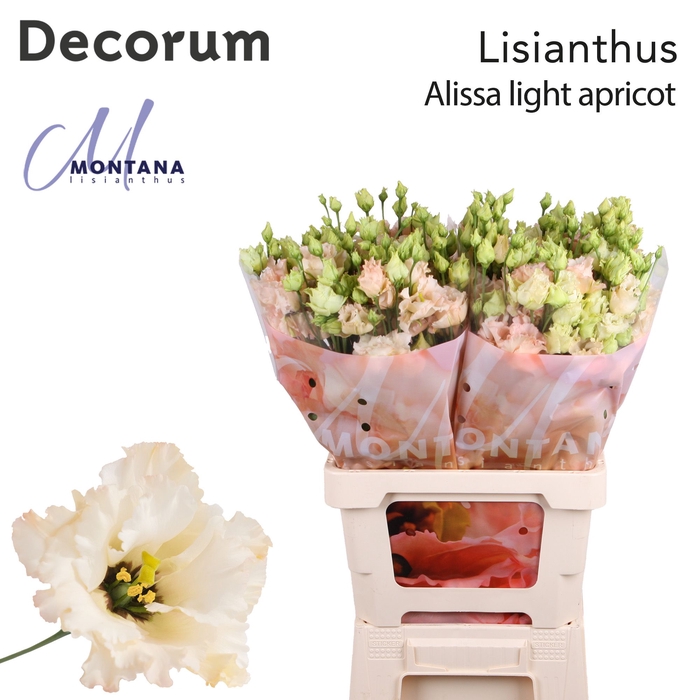 <h4>Lisianthus Alissa light apricot 70cm</h4>