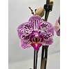 Phalaenopsis overig