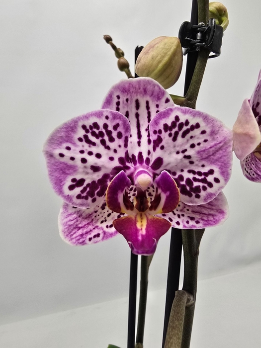 Phalaenopsis overig