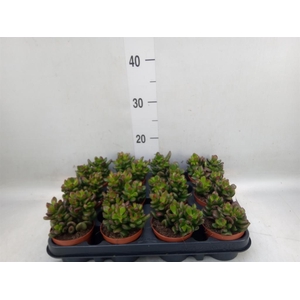 Crassula   ...
