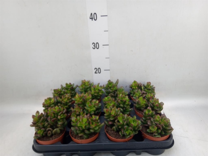 <h4>Crassula   ...</h4>