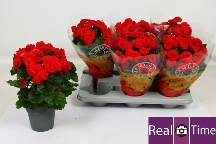 <h4>BEG DU BALADIN</h4>