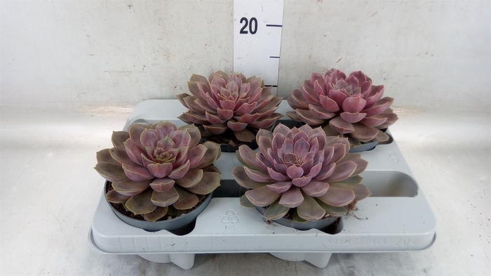 <h4>Echeveria   ...</h4>