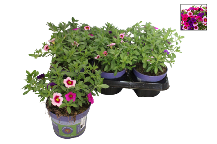 Happy Colours Calibrachoa Night Light