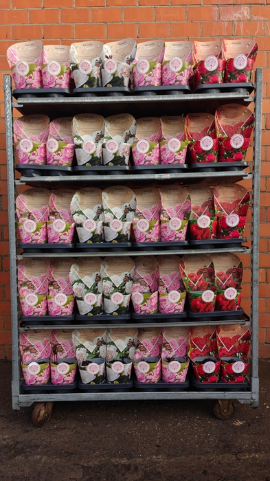 <h4>PAEONIA L GEM</h4>