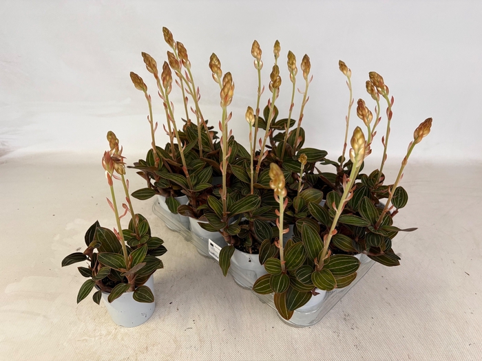 <h4>LUD DISCOLOR</h4>