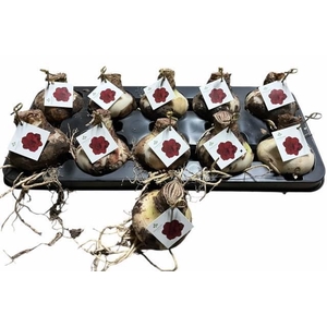 Bloembol Hippeastrum