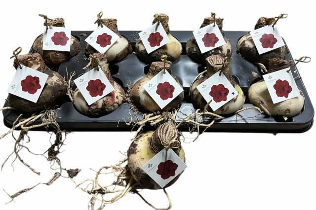 <h4>Bloembol Hippeastrum</h4>