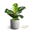 FICUS LYRATA P12 RAW GREY