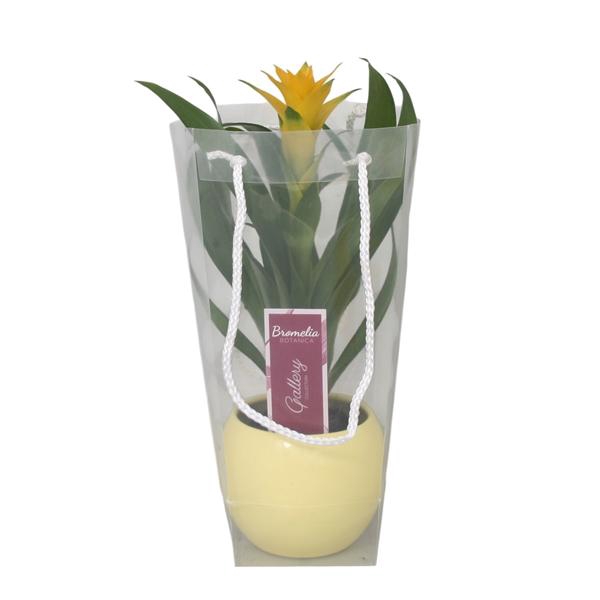 <h4>Guzmania Desire in gele bolpot in blanco draagtas</h4>