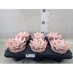 Echeveria  'Miranda'