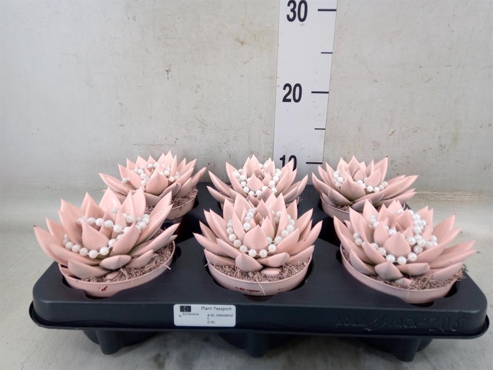 <h4>Echeveria  'Miranda'</h4>