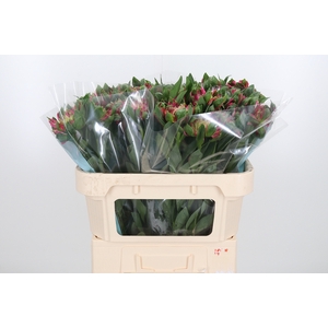 Alstroemeria Fashionista Sofiena 70