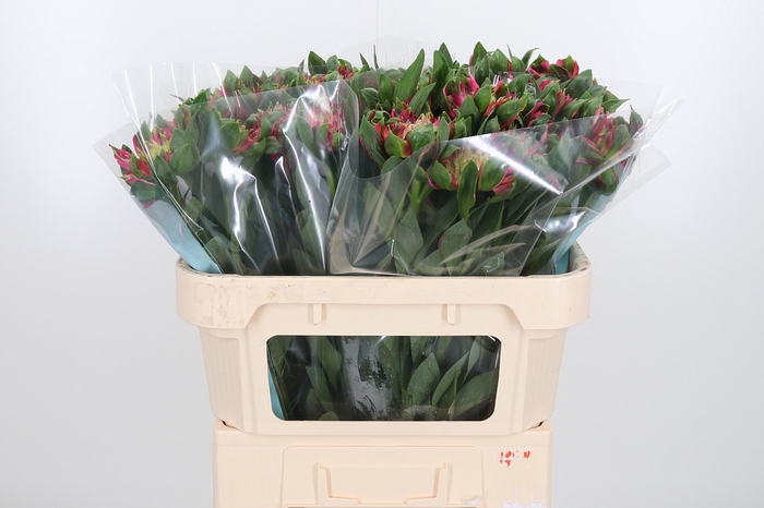 <h4>Alstroemeria Fashionista Sofiena 70</h4>