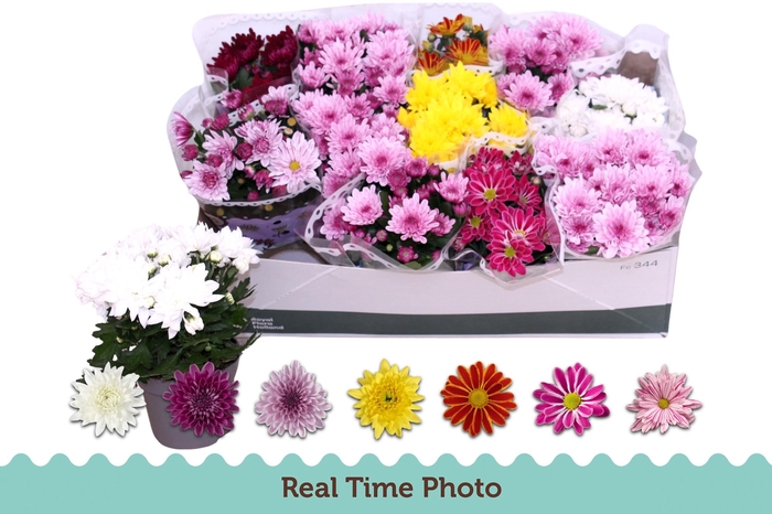 <h4>CHRYS GEM 6 KL</h4>