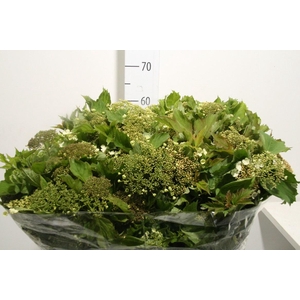 Viburnum Compactum White P Bunch