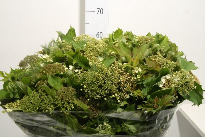 <h4>Viburnum Compactum White P Bunch</h4>