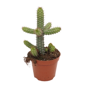 Euphorbia badoensis 8,5 cm