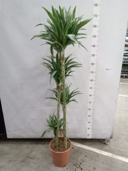 <h4>Dracaena fr de 'Ulises'</h4>