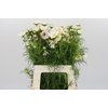 Cosmos White