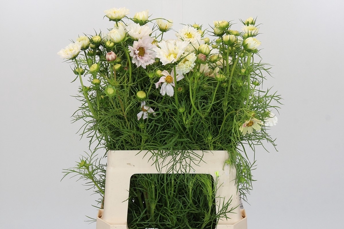<h4>Cosmos White</h4>
