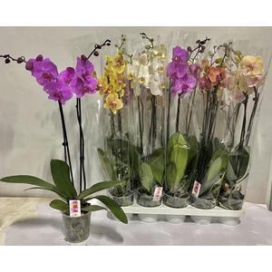PHAL GEM 7 KL