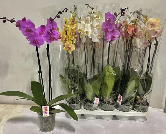 <h4>PHAL GEM 7 KL</h4>