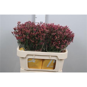 Lim Sin Scarlet Diamond