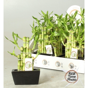 DRA LUCKY BAMBOO