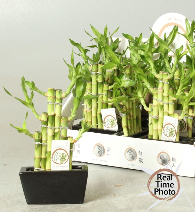 <h4>DRA LUCKY BAMBOO</h4>