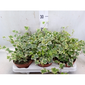 Hedera helix 'White Wonder'