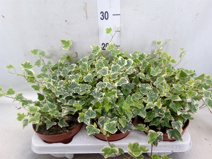 <h4>Hedera helix 'White Wonder'</h4>