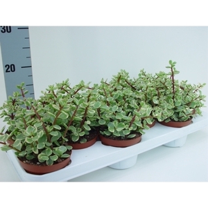 Portulacaria afra variegata