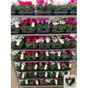 Cycl Md Garden