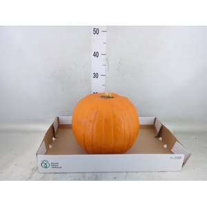 Cucurbita max. 'Halloween'