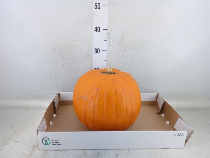 <h4>Cucurbita max. 'Halloween'</h4>