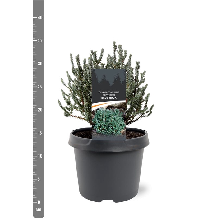 <h4>Chamaecyparis thyoides 'Blue Rock' 15-20 C3</h4>