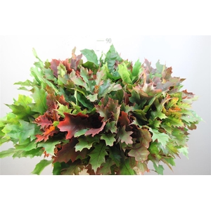 Eikenblad ( Quercus) Rubra 60 Cm