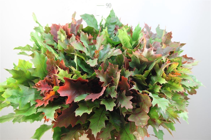 <h4>Eikenblad ( Quercus) Rubra 60 Cm</h4>