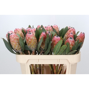 Protea Susara