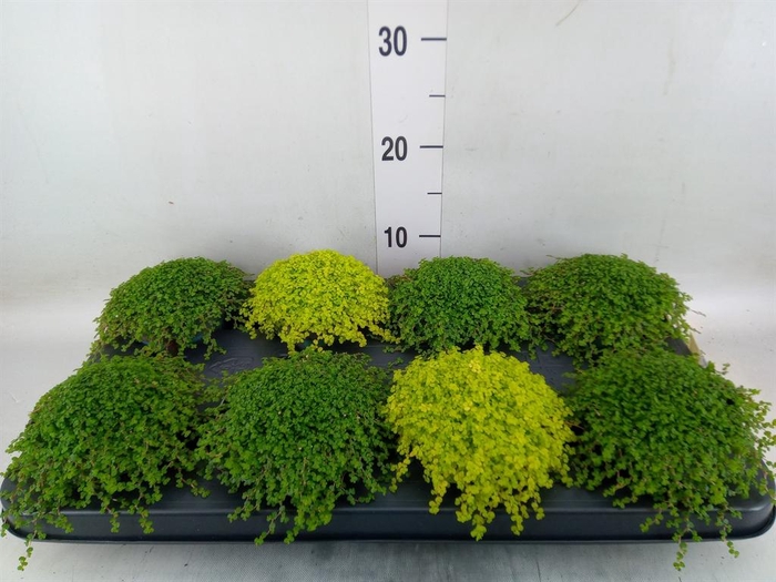 <h4>Soleirolia soleirolii ...mix 2</h4>