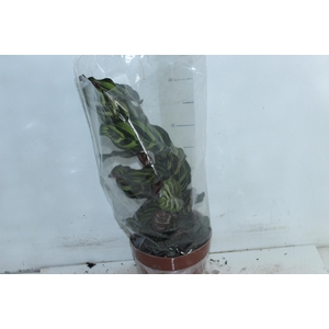 CALATHEA MAKOYAMA P17