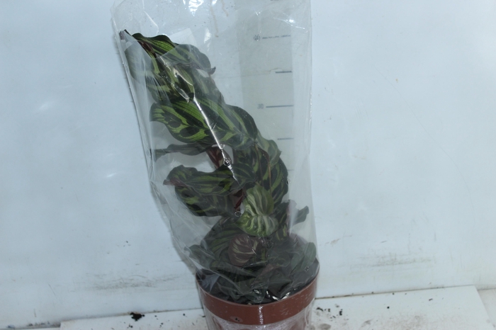 <h4>CALATHEA MAKOYAMA P17</h4>