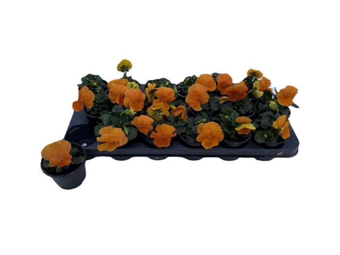 <h4>VIO WI EVO ORANGE</h4>