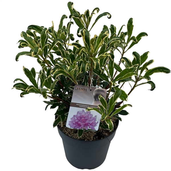 <h4>Rhododendron ponticum 'Variegatum' sense</h4>