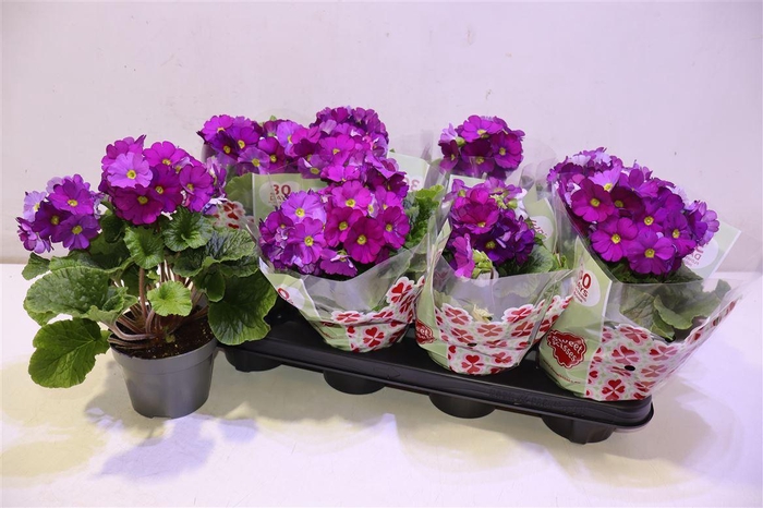 <h4>Prim Ob Tm Violet</h4>