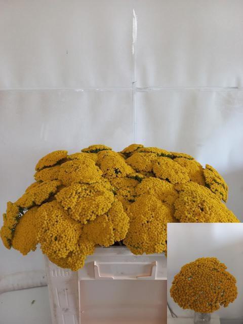 <h4>ACHIL F PARK VARIETY</h4>
