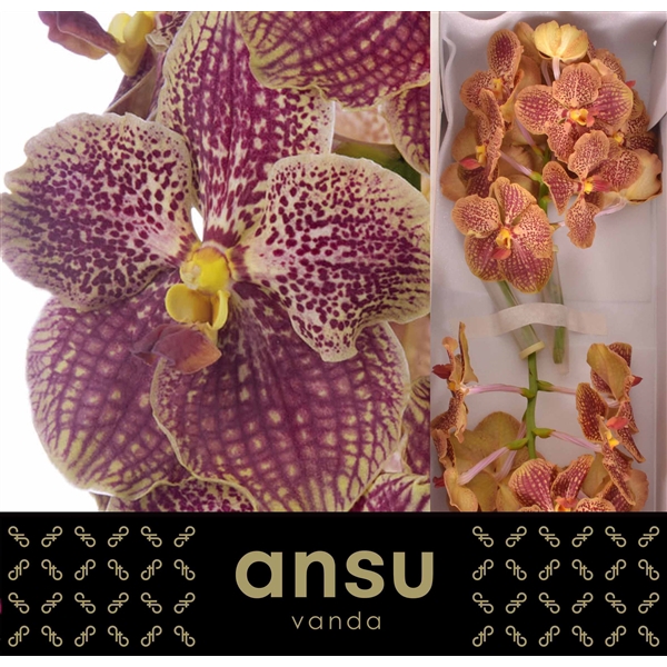 <h4>Vanda Sunanda Retro red</h4>
