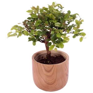 Bonsai Indoor Mix Ø 9cm Ball Shape in Ø11cm Ceramic NT565